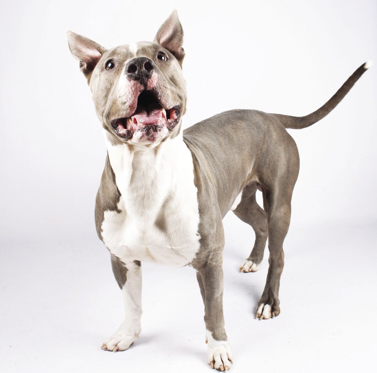 Pet of the Week: Pancho